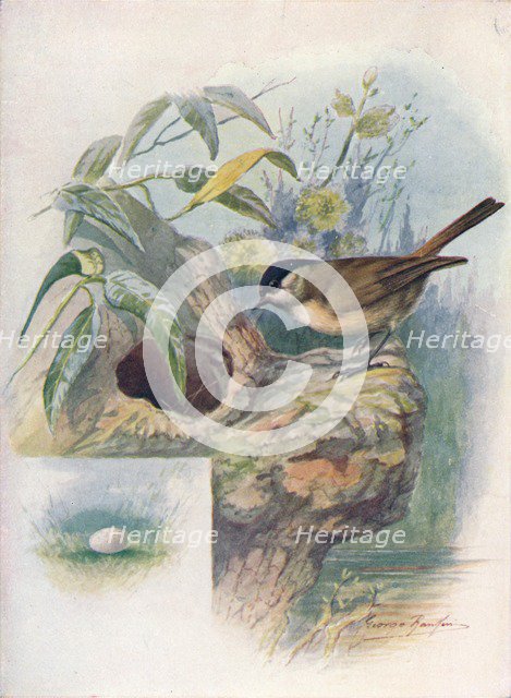 'Marsh-Tit - Pa'rus palus'tris', c1910, (1910). Artist: George James Rankin.