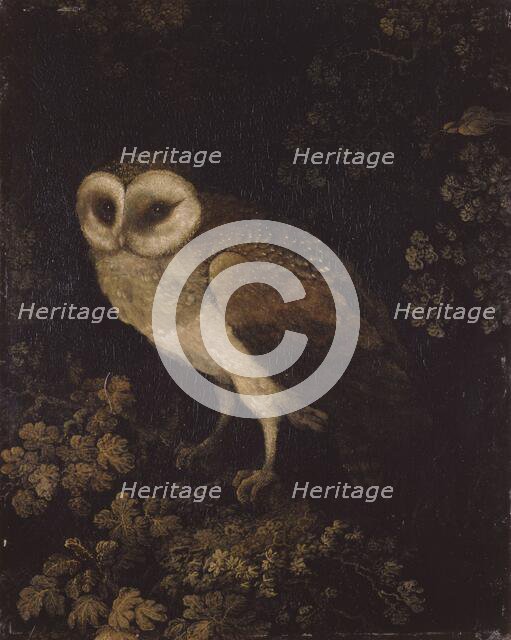 An Owl, 1780-1790. Creator: Moses Haughton.