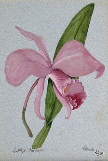 An orchid (Cattleya mossiae): flower and leaf, 1899. Creator: Unknown.
