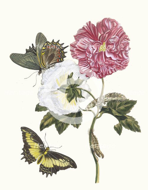 Rosier. From the Book Metamorphosis insectorum Surinamensium, 1705. Creator: Merian, Maria Sibylla (1647-1717).
