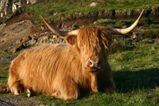 Highland cattle, Scotland.