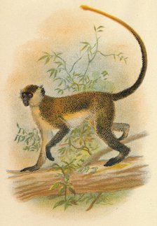 'Green Guenon', 1897. Artist: Henry Ogg Forbes.