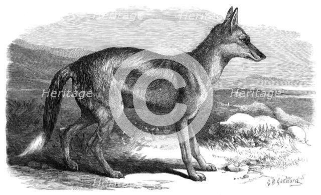 The Side-Striped Jackal in the Zoological Society's Gardens, 1870. Creator: Unknown.