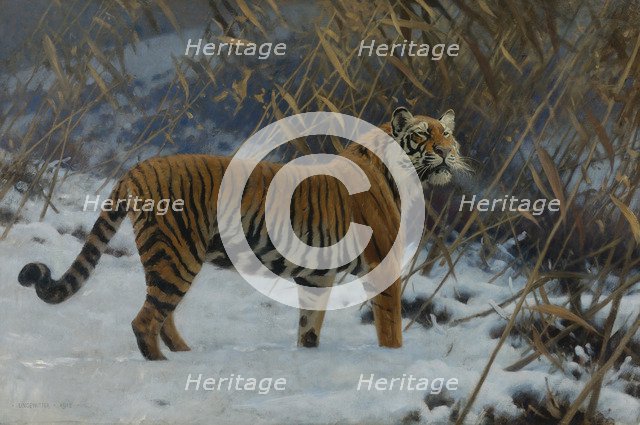 A tiger in the snow.