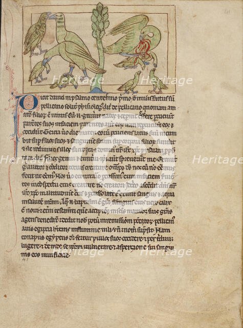 Pelicans; Northumberland Bestiary, about 1250-1260. Creator: Unknown.