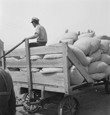 Hop, transported from field to kiln, near Grants Pass, Josephine County, Oregon, 1939. Creator: Dorothea Lange.