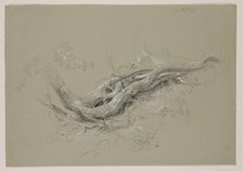 Trunks of Trees, between 1840 and 1845. Creator: Thomas Cole.