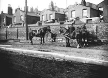 Horses used for towing resting by the side of a canal, London, c1905. Artist: Unknown