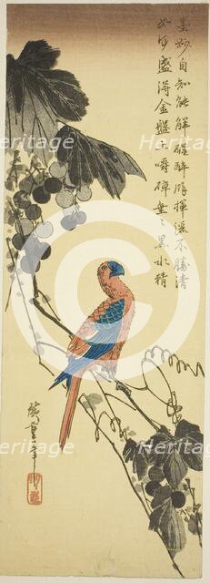 Parrot on a Grapevine, mid-1830s. Creator: Ando Hiroshige.