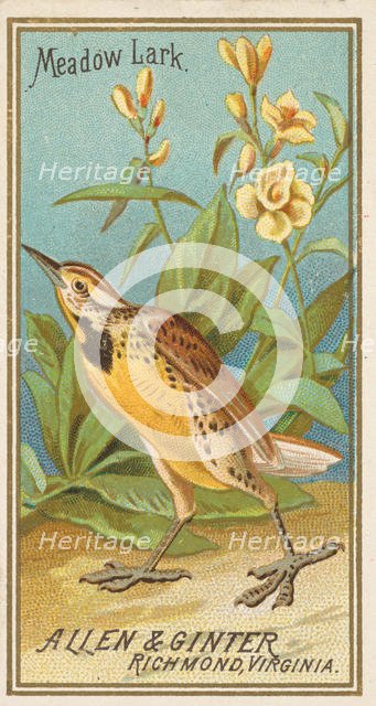 Meadow Lark, from the Birds of America series (N4) for Allen & Ginter Cigarettes Brands, 1888. Creator: Allen & Ginter.