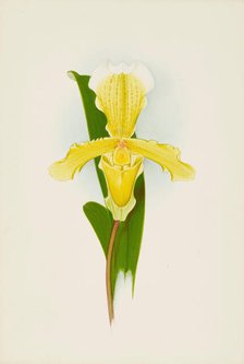 Orchid: Cypripedium Insigna Cobbianum, 1906. Creator: Frederick William Bolas.