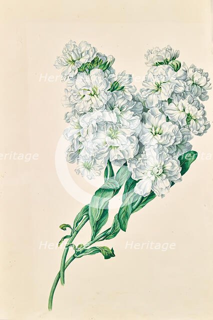 White flowers, undated. Creator: Leopold von Stoll.