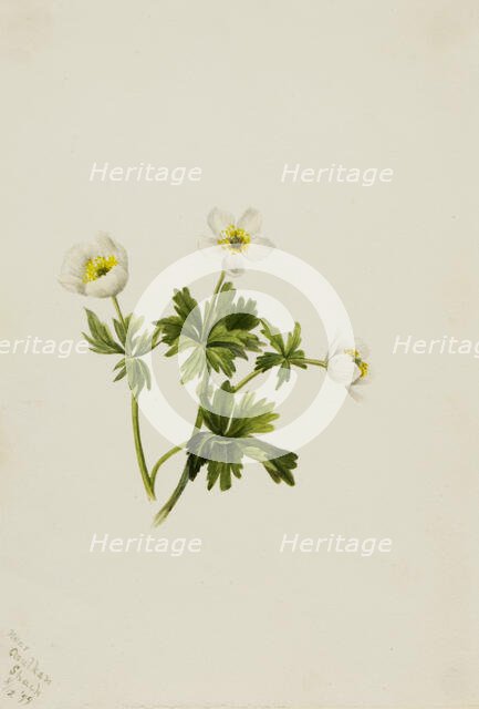 White Globeflower (Trollius albiflorus), 1899. Creator: Mary Vaux Walcott.