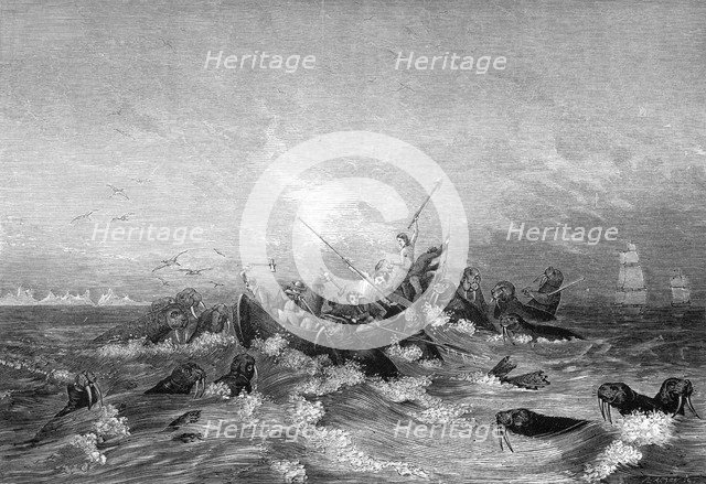 Walrus hunting, 19th century.Artist: Pearson