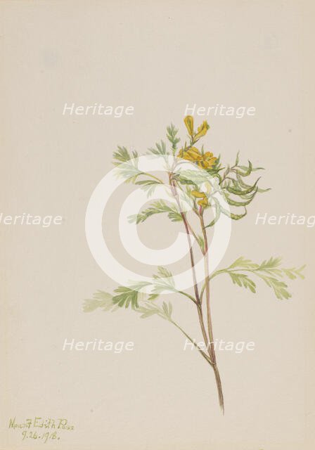 Capnoides aureum, 1918. Creator: Mary Vaux Walcott.