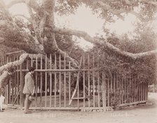 L'arbre de la Vièrge, c1880. Creator: Abdullah Frères.