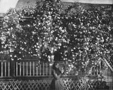 A Rose-Decked Home, Southern California, USA, c1900. Creator: Unknown.