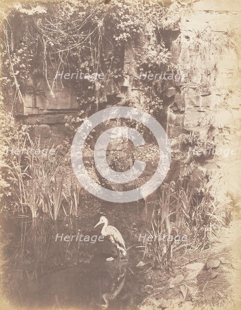 The Heron, 1853-56. Creator: John Dillwyn Llewelyn.