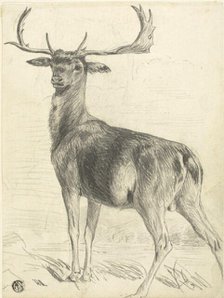 Deer (recto), n.d. Creator: Edwin Henry Landseer.