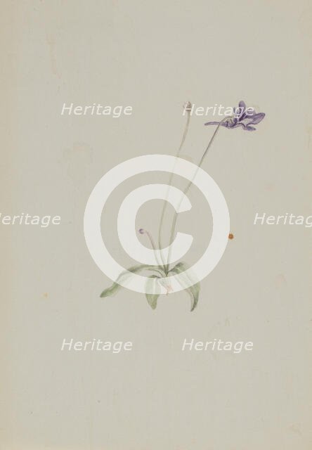 Pinguicula vulgaris, ca. early 1930s. Creator: Mary Vaux Walcott.