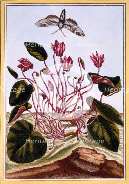 Cyclamen,  pub. 1776. Creator: Pierre Joseph Buchoz (1731-1807).