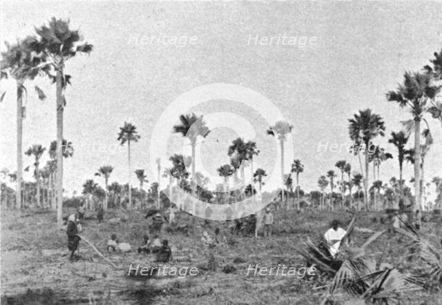 ''La foret a roniers pres de Tivaouane (Cayor central); L'Ouest Africain', 1914. Creator: Noel Freres.