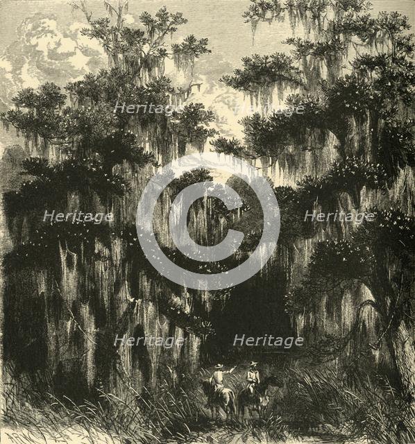 'Magnolia Swamp', 1872.  Creator: Alfred Waud.