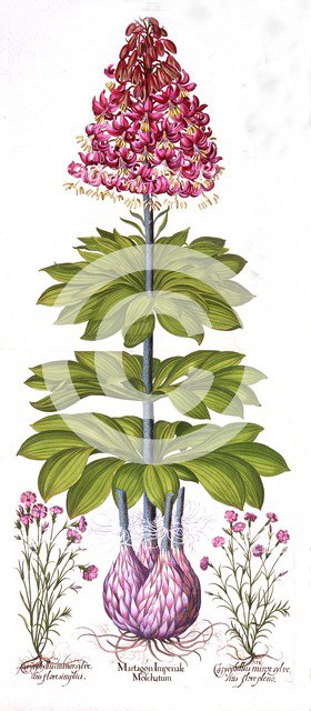 Turk's Cap Lily and Dianthus, from 'Hortus Eystettensis', by Basil Besler (1561-1629), pub. 1613 (ha