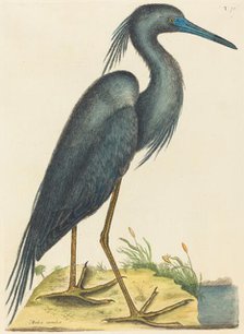 The Blue Heron (Ardea coerulea), published 1731-1743. Creator: Mark Catesby.