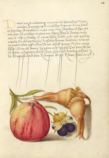 Common Apple, European Wild Pansy, and Giant Filbert, 1561-1562; illumination added 1591-1596. Creator: Joris Hoefnagel.