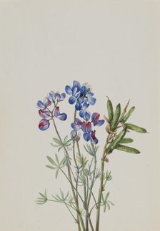 Untitled--Flower Study, ca. 1900-1930. Creator: Mary Vaux Walcott.