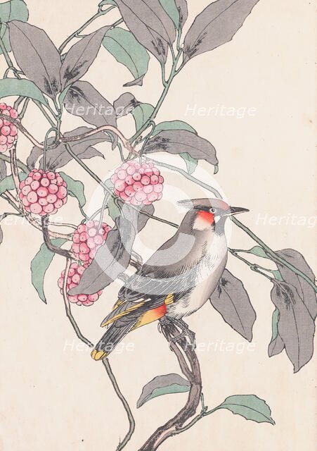 The Four Seasons Bird and Flower Albums (Keinen Kacho Gafu), 1891-1892. Creator: Keinen, Imao (1845-1924).