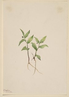 Kruhsea (Kruhsea streptopoides), 1913. Creator: Mary Vaux Walcott.