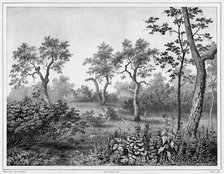 Vegetation of Kamchatka, 19th century. Creators: Friedrich Heinrich Kittlitz, Louis-Pierre-Alphonse Bichebois.