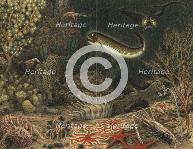 Artist's impression of deep sea scene with luminous fishes, 1903. Artist: Unknown