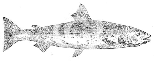 The Great Lake Trout, 1862.  Creator: Unknown.