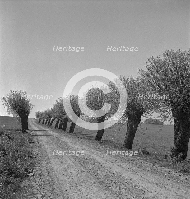 Willows, Scania, Sweden, 1950.  Artist: Torkel Lindeberg