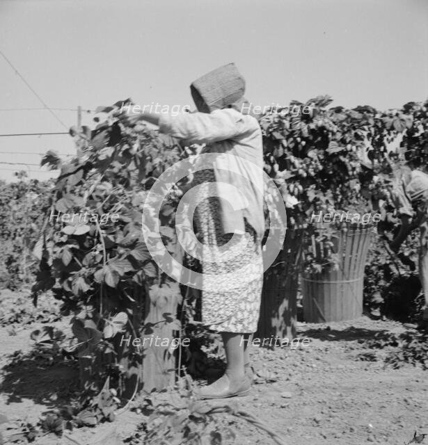 Possibly: Migratory field workers in hop field, near Independence, Oregon, 1939. Creator: Dorothea Lange.