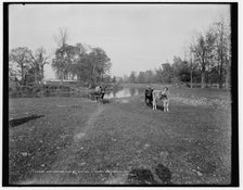 Cow pasture near Mt. Clemens, between 1880 and 1899. Creator: Unknown.