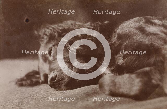 Boyce, Portrait of a Setter Dog, 1880-1890. Creator: Thomas Eakins.