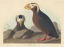 Tufted Auk, 1835. Creator: Robert Havell.