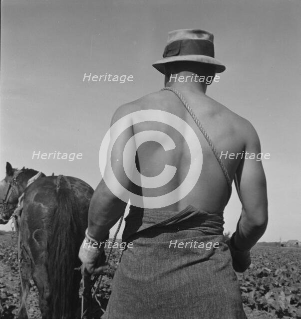 Cauliflower fields, Spring plowing, Guadalupe, California., 1937. Creator: Dorothea Lange.