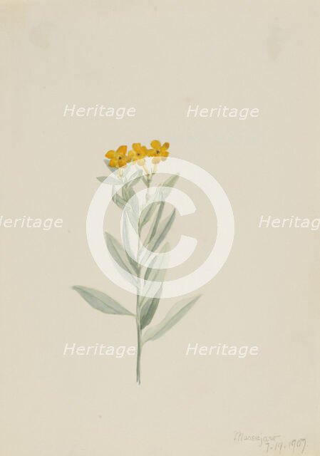 Lithospermum canescens, 1907. Creator: Mary Vaux Walcott.