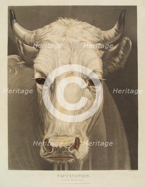 A cow named "Vaccination", 1810. Creator: Matthew Dubourg.