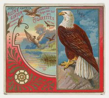 Eagle, from the Birds of America series (N37) for Allen & Ginter Cigarettes, 1888. Creator: Allen & Ginter.