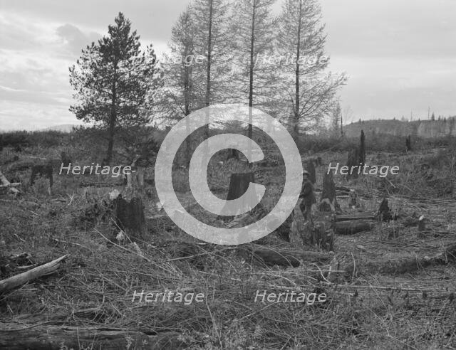 Ex-Nebraska farmer and the piece of land which he hopes..., Bonner County, Idaho, 1939. Creator: Dorothea Lange.