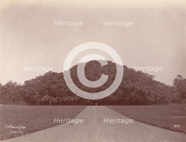 The Banyan Tree, Calcutta, 1860s-70s. Creator: Unknown.
