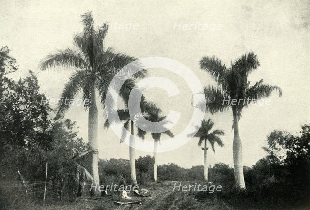 'A Road in the Temperate Zone, with Palms and Vegetation', 1919. Creator: Unknown.