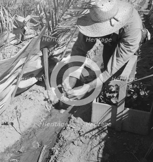Replanting chili plants on a Japanese-owned ranch, desert agriculture, Imperial Valley, CA, 1937. Creator: Dorothea Lange.