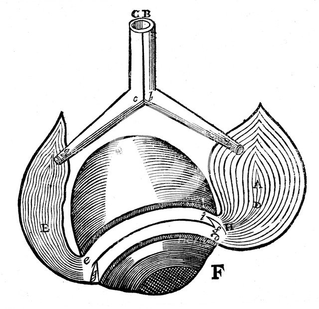 Descartes' representation of the antagonistic eye muscles, 1692. Artist: Unknown